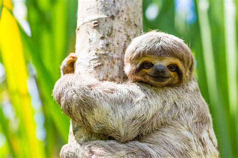 sloth in Tagalog .